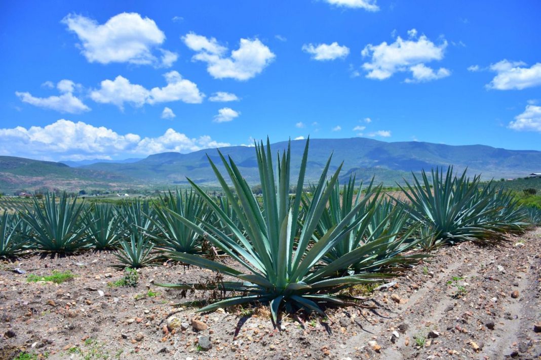 economía Oaxaca