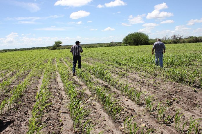 CFE campesinos Oaxaca unidades de riego