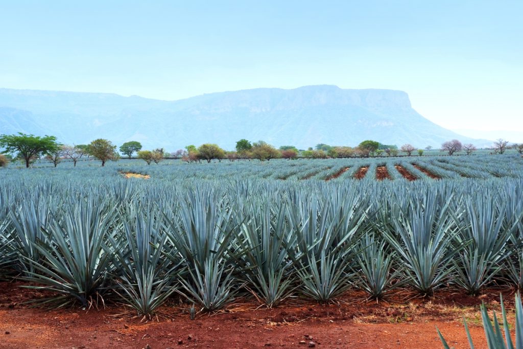 magueyes Oaxaca